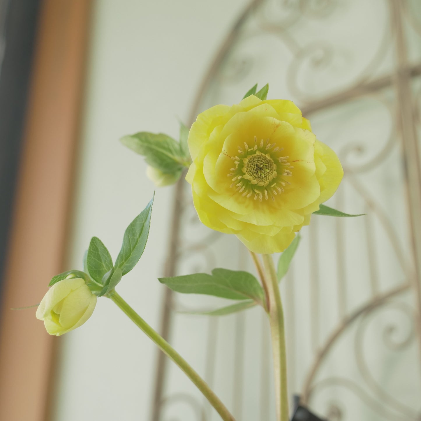 堀切園さん育種　クリスマスローズ【ウィンターシンフォニー】⑬