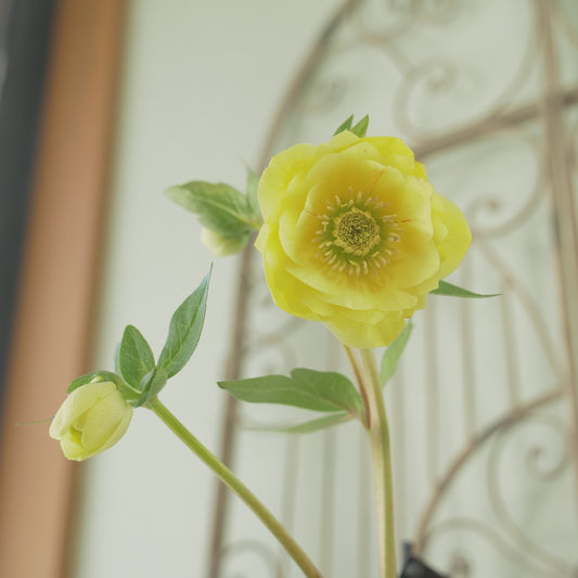 堀切園さん育種　クリスマスローズ【ウィンターシンフォニー】⑬