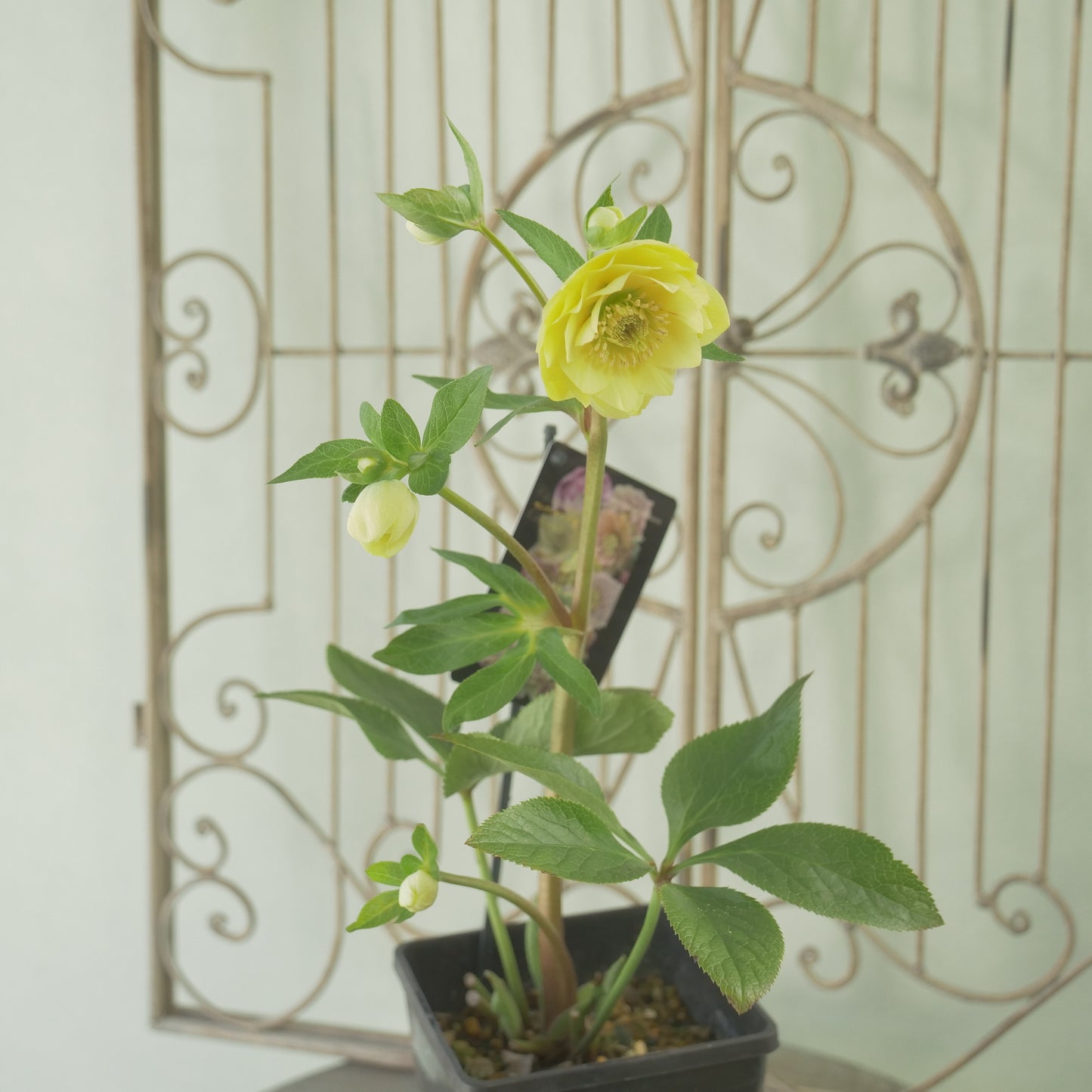 堀切園さん育種　クリスマスローズ【ウィンターシンフォニー】⑬