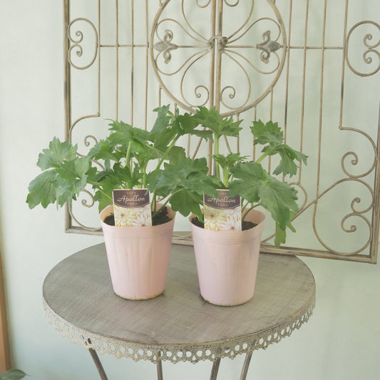 綾園芸さんオリジナル ラナンキュラスラックス【アポロン】 新品種! 開花見込み