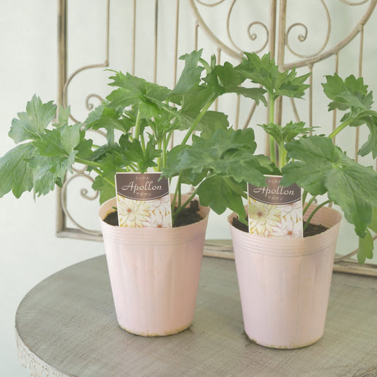 綾園芸さんオリジナル　ラナンキュラスラックス【アポロン】 新品種！ 　開花見込み