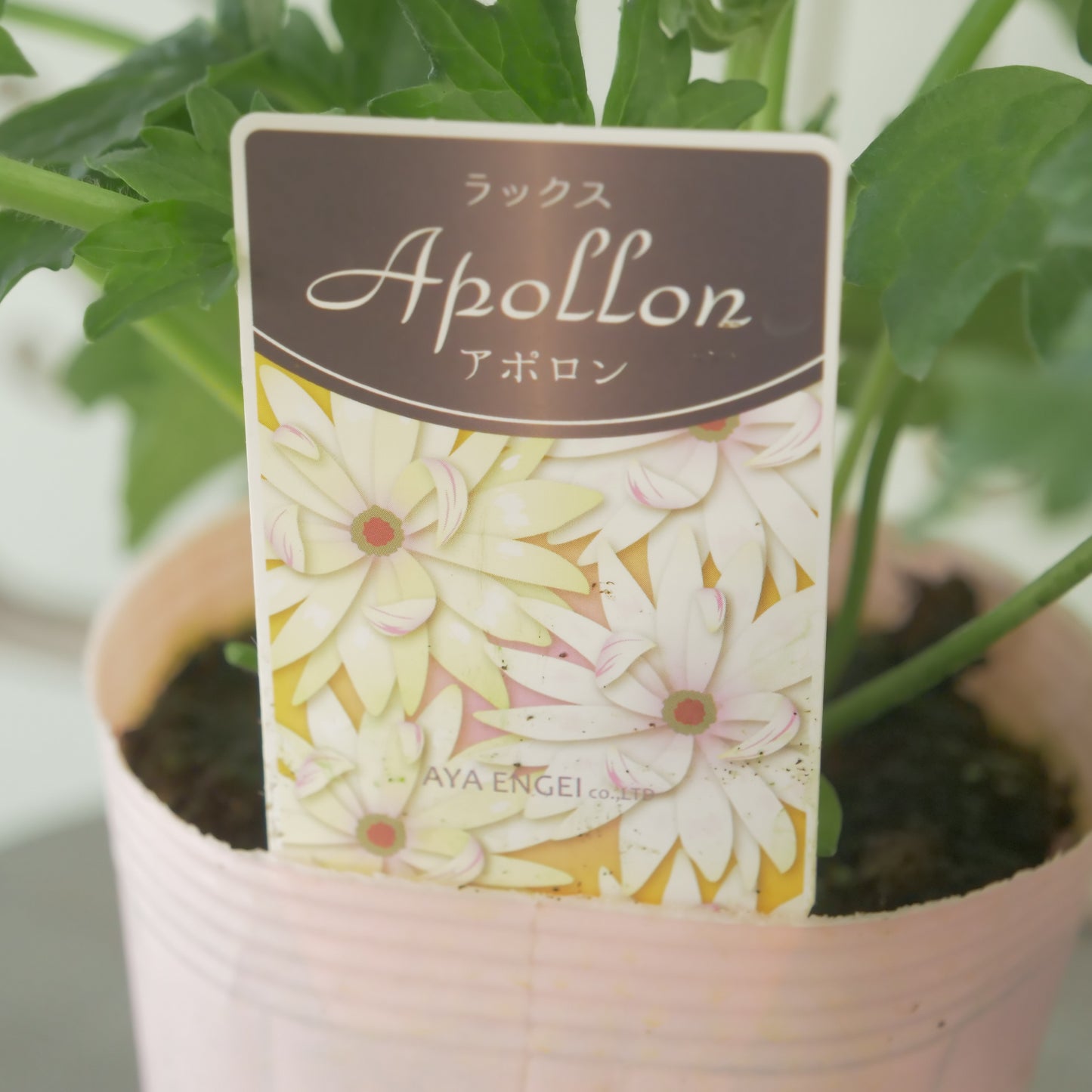 綾園芸さんオリジナル　ラナンキュラスラックス【アポロン】 新品種！ 　開花見込み