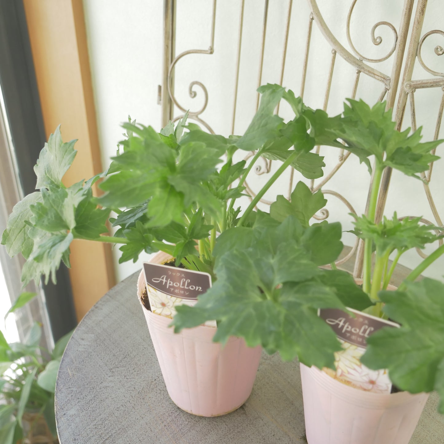 綾園芸さんオリジナル　ラナンキュラスラックス【アポロン】 新品種！ 　開花見込み