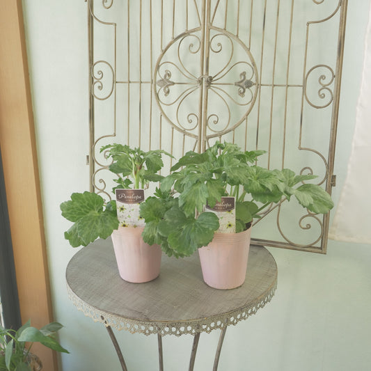 綾園芸さんオリジナル ラナンキュラスラックス【ペネロペ】 新品種! 開花見込み