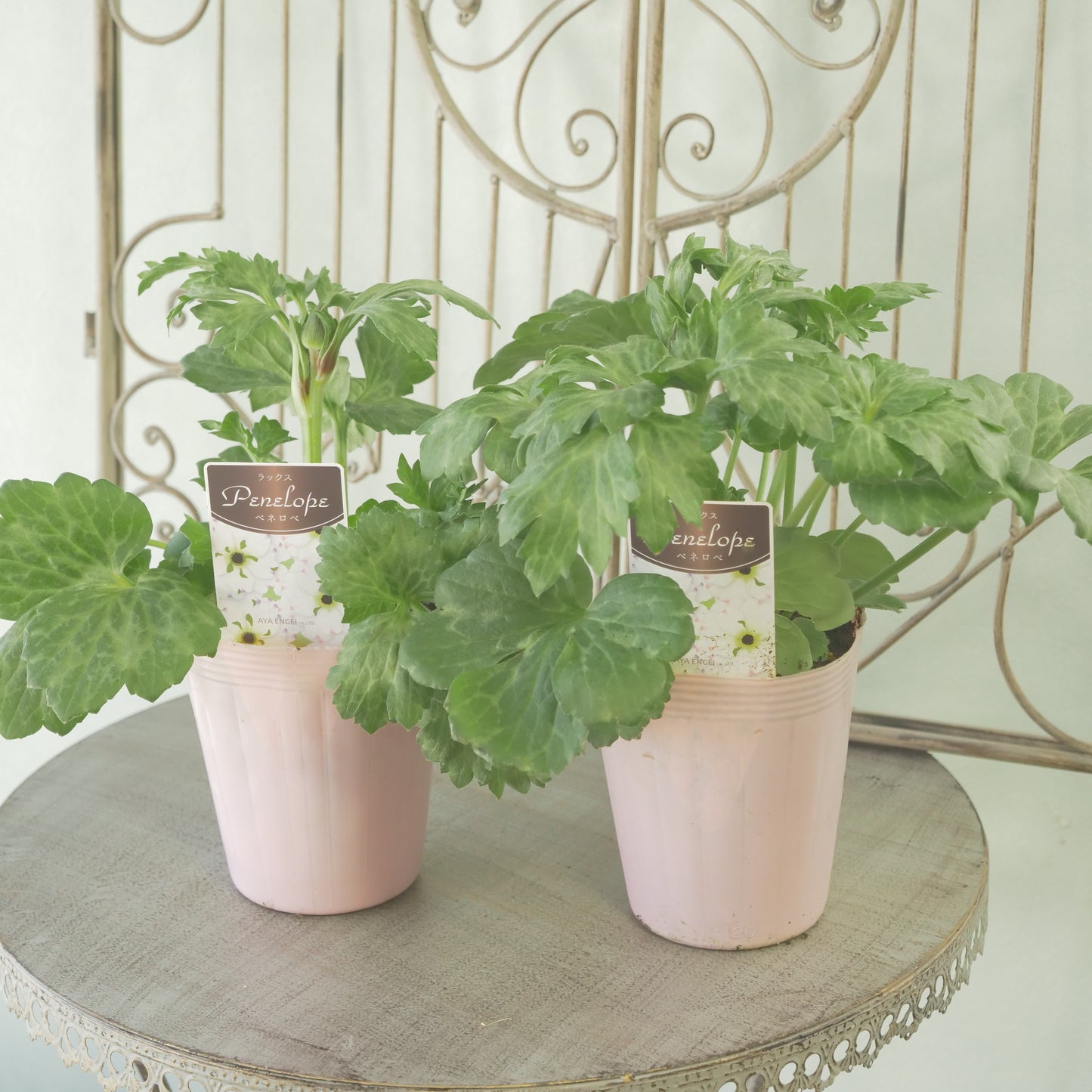 綾園芸さんオリジナル　ラナンキュラスラックス【ペネロペ】 新品種！ 　開花見込み