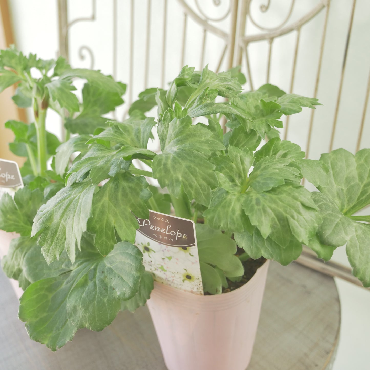 綾園芸さんオリジナル　ラナンキュラスラックス【ペネロペ】 新品種！ 　開花見込み