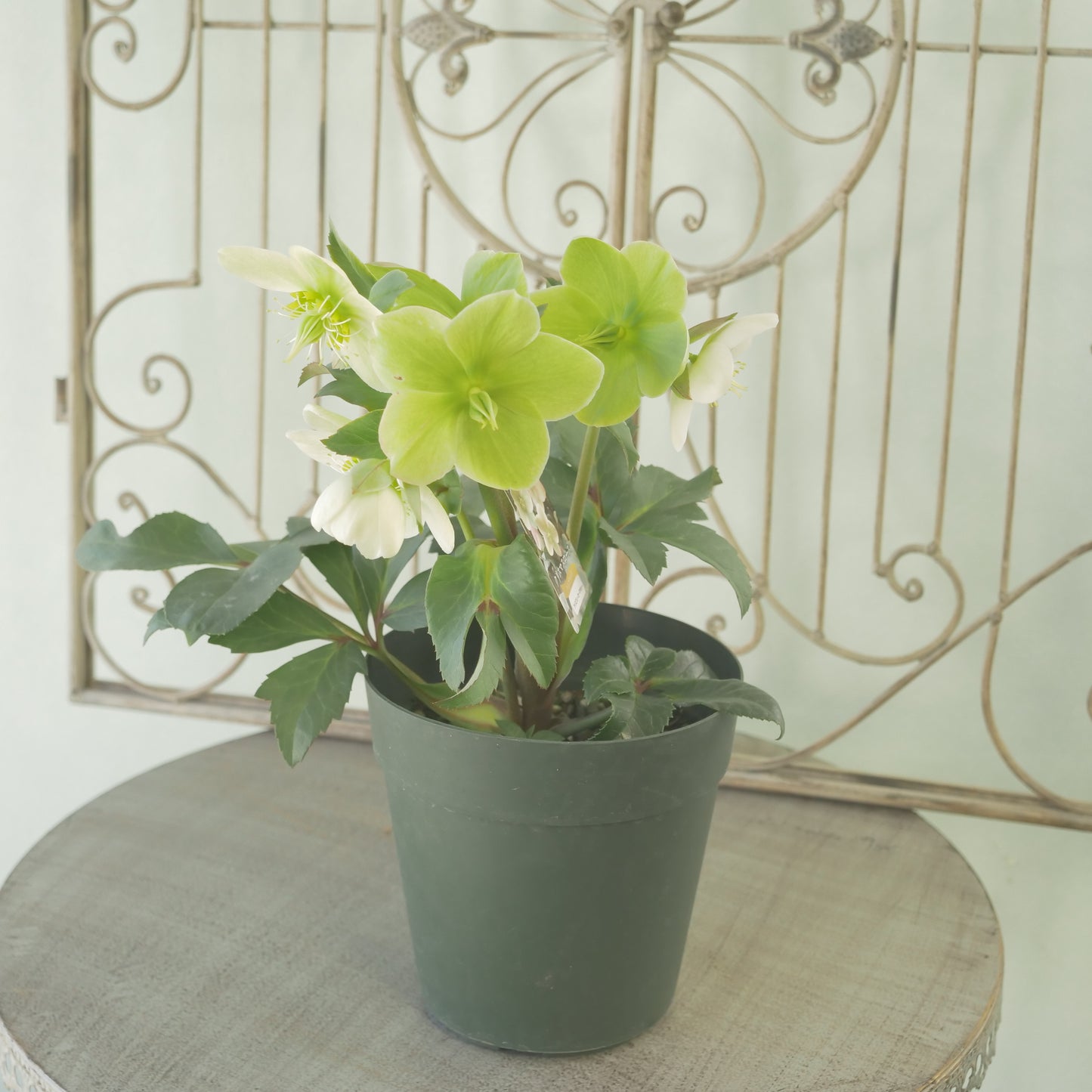 ハイブリッドクリスマスローズ【アイスブレーカーマキシー】　