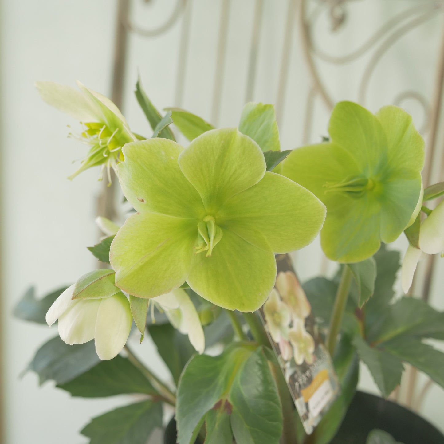 ハイブリッドクリスマスローズ【アイスブレーカーマキシー】　