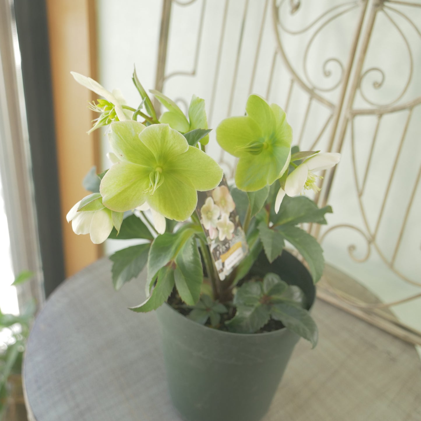 ハイブリッドクリスマスローズ【アイスブレーカーマキシー】　