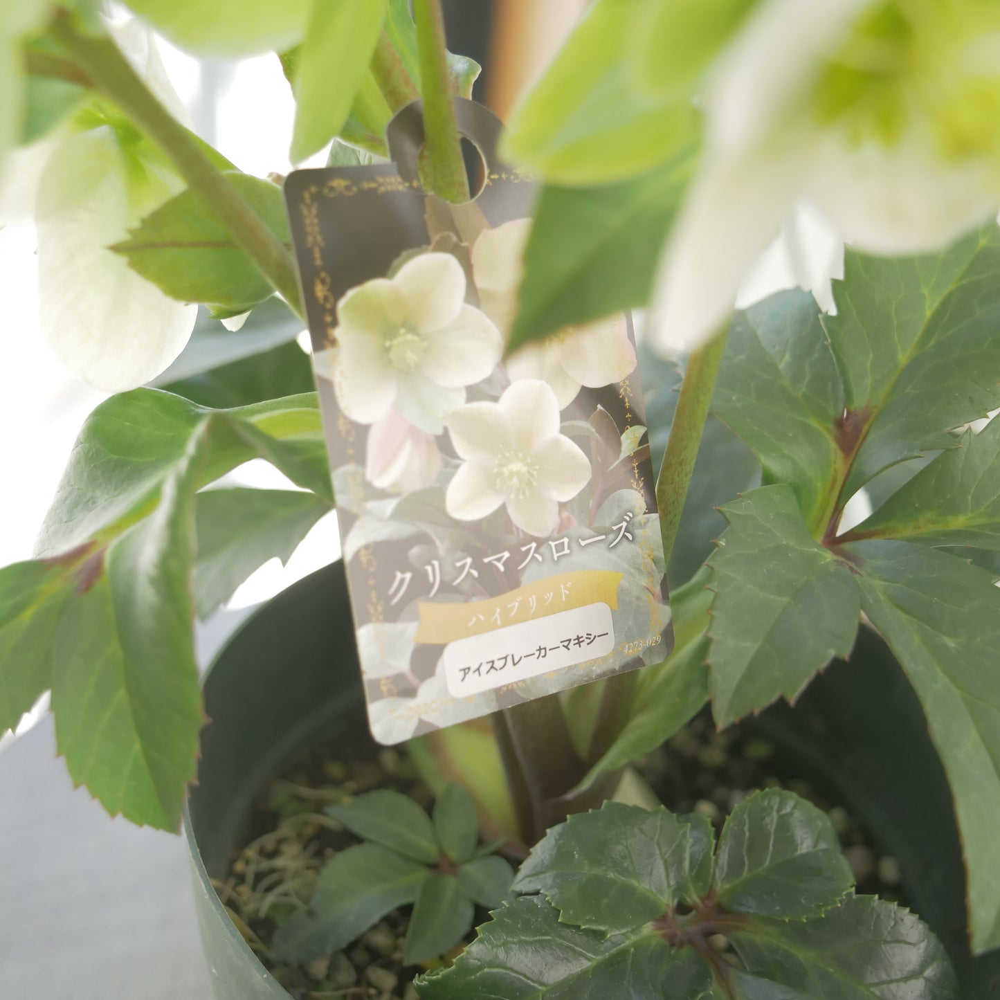 ハイブリッドクリスマスローズ【アイスブレーカーマキシー】　