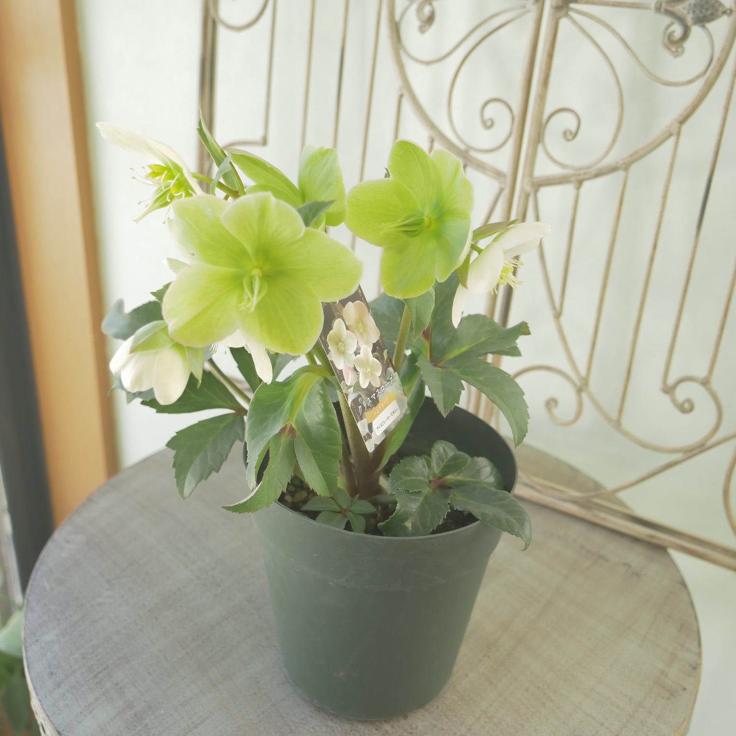 ハイブリッドクリスマスローズ【アイスブレーカーマキシー】　