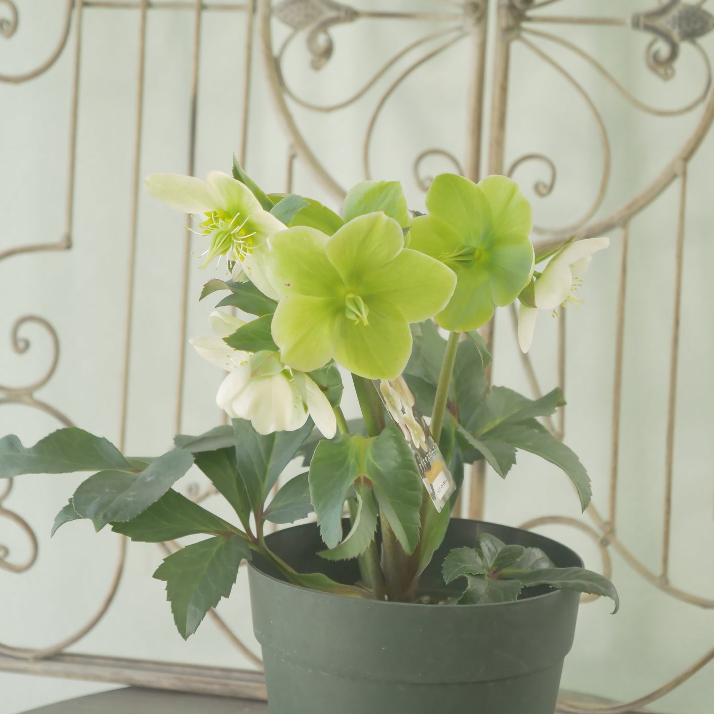 ハイブリッドクリスマスローズ【アイスブレーカーマキシー】　