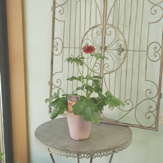 綾園芸さんオリジナル　ラナンキュラスラックス【ハデス】 4寸花付きポット