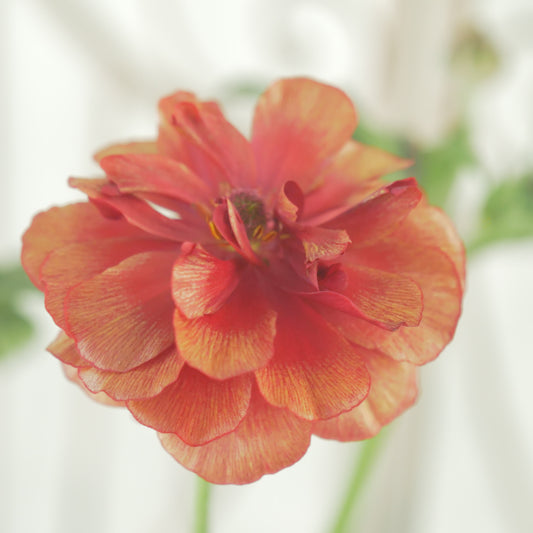 綾園芸さんオリジナル ラナンキュラスラックス【ハデス】 4寸花付きポット