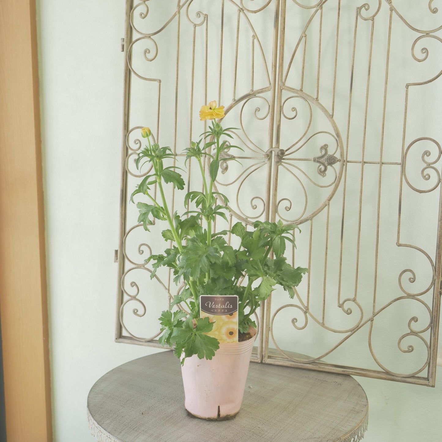 綾園芸さんオリジナル　ラナンキュラスラックス【ベスタリス】 4寸花付きポット