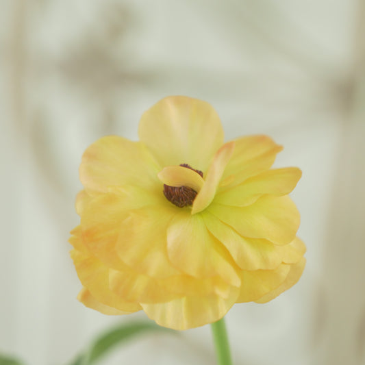 綾園芸さんオリジナル　ラナンキュラスラックス【ベスタリス】 4寸花付きポット