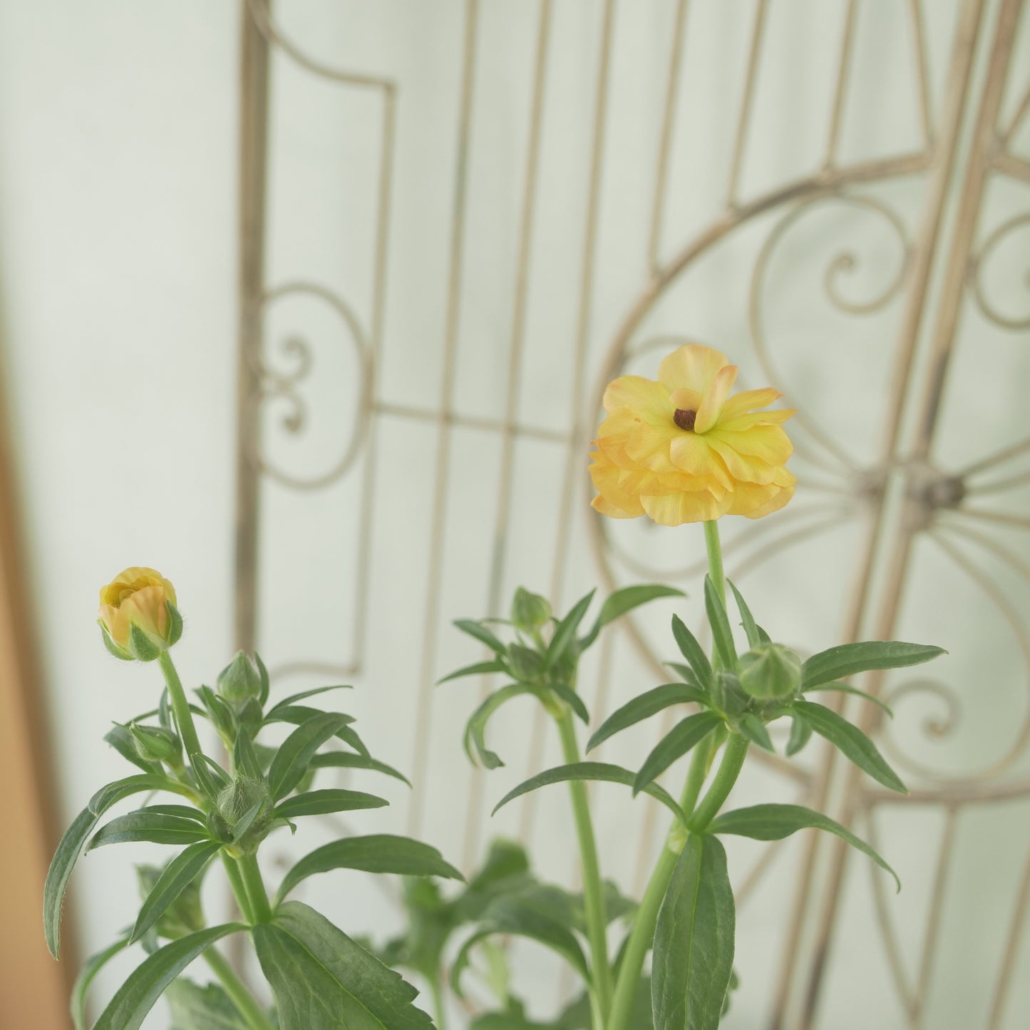 綾園芸さんオリジナル　ラナンキュラスラックス【ベスタリス】 4寸花付きポット