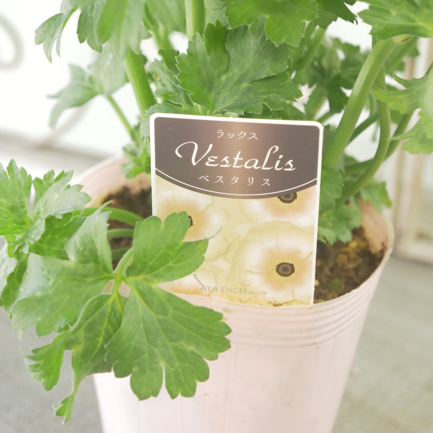 綾園芸さんオリジナル　ラナンキュラスラックス【ベスタリス】 4寸花付きポット