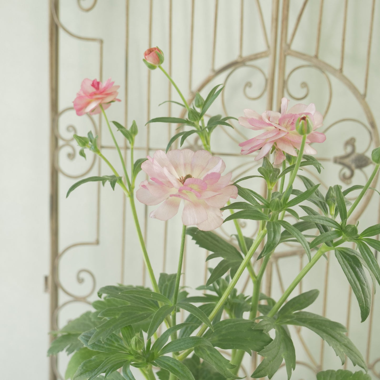 綾園芸さんオリジナル　ラナンキュラスラックス【ヴィーナス】 4寸花付きポット