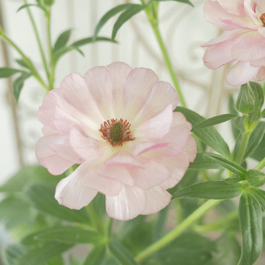 綾園芸さんオリジナル ラナンキュラスラックス【ヴィーナス】 4寸花付きポット