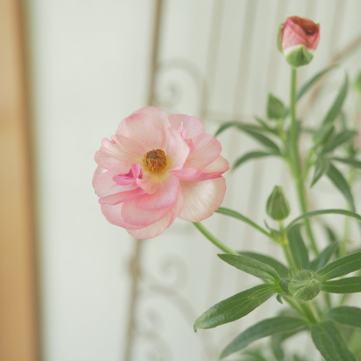 綾園芸さんオリジナル　ラナンキュラスラックス【ヴィーナス】 4寸花付きポット