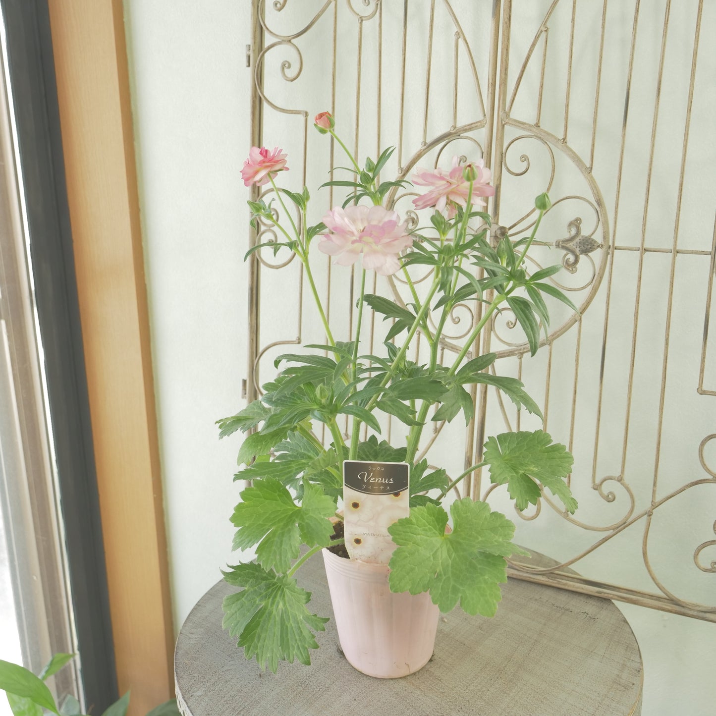 綾園芸さんオリジナル　ラナンキュラスラックス【ヴィーナス】 4寸花付きポット