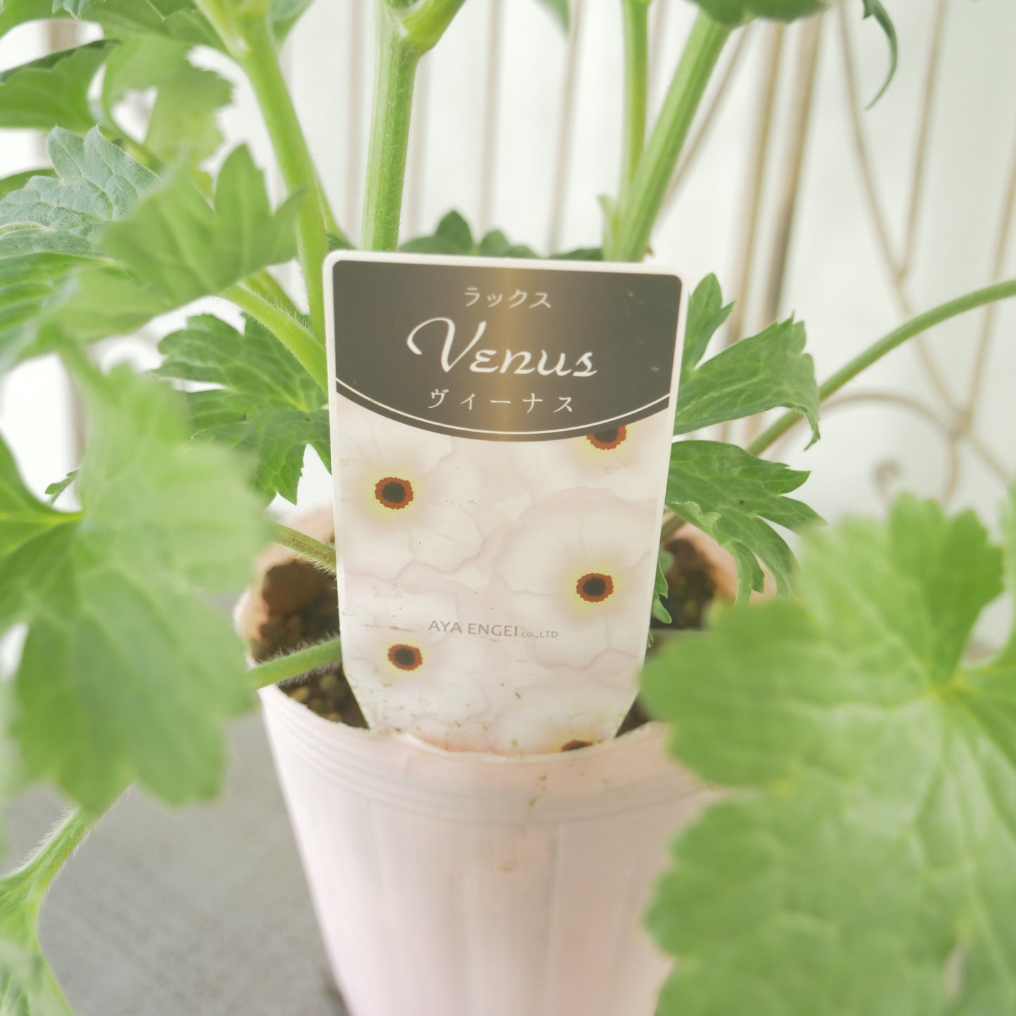 綾園芸さんオリジナル　ラナンキュラスラックス【ヴィーナス】 4寸花付きポット