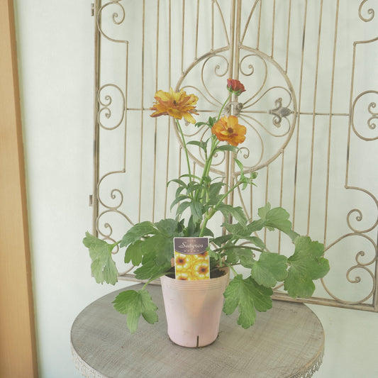 綾園芸さんオリジナル　ラナンキュラスラックス【サティロス】 4寸花付きポット