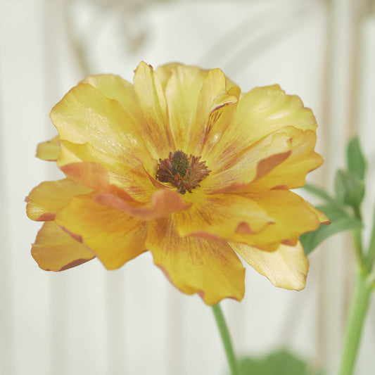 綾園芸さんオリジナル　ラナンキュラスラックス【サティロス】 4寸花付きポット