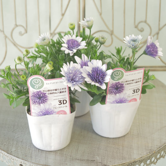 オステオスペルマム　3D 【スチールブルー】