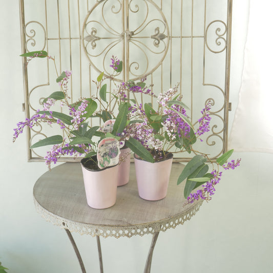 ハーデンベルギア　３色ミックス苗　