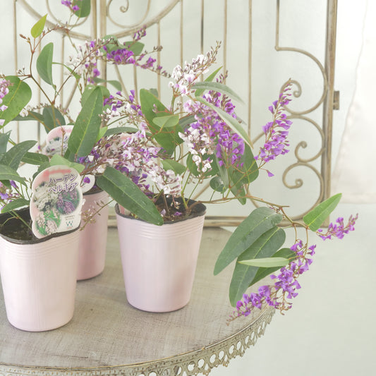 ハーデンベルギア　３色ミックス苗　