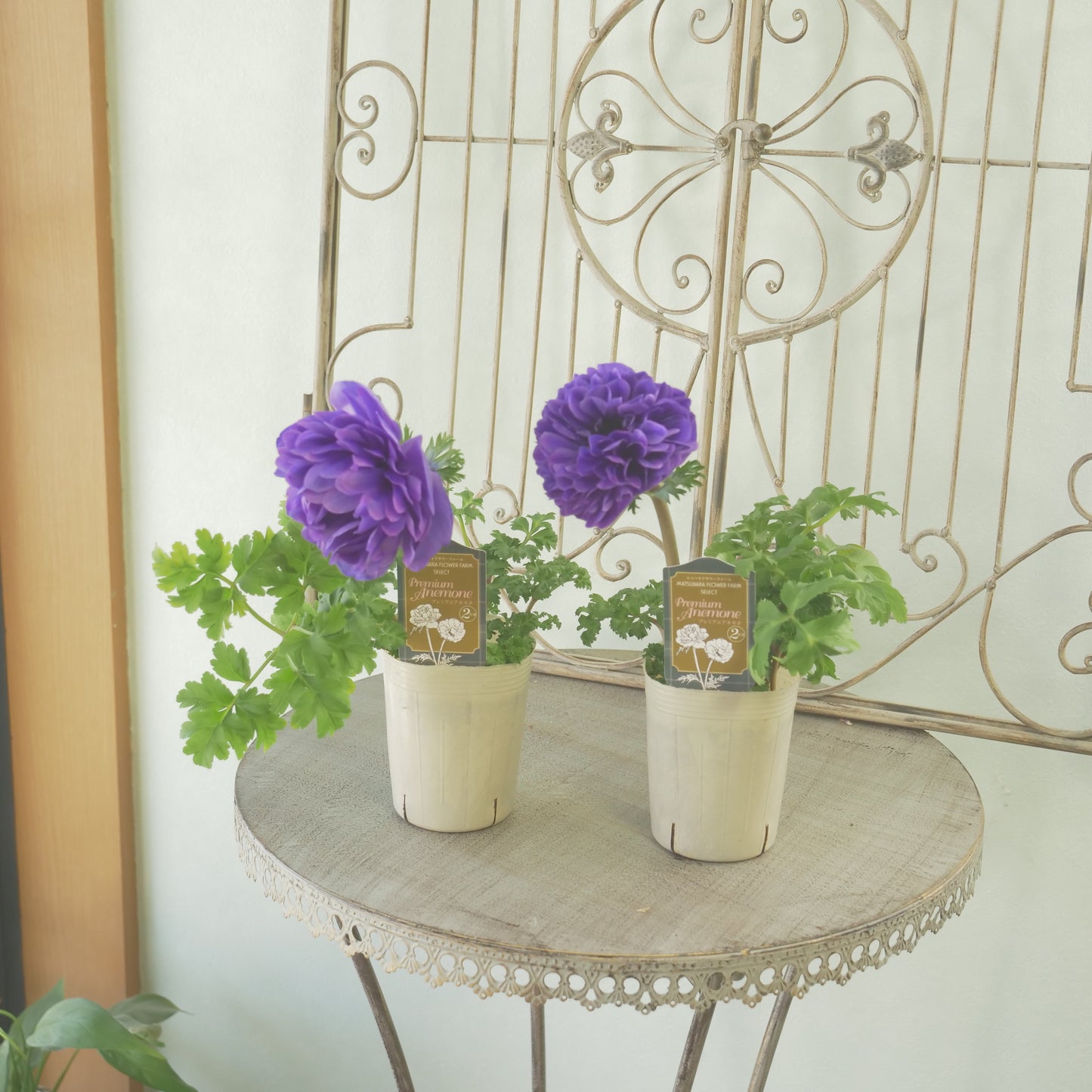 マツバラフラワーファームさん生産【アネモネ ポルトダブル】ブルー