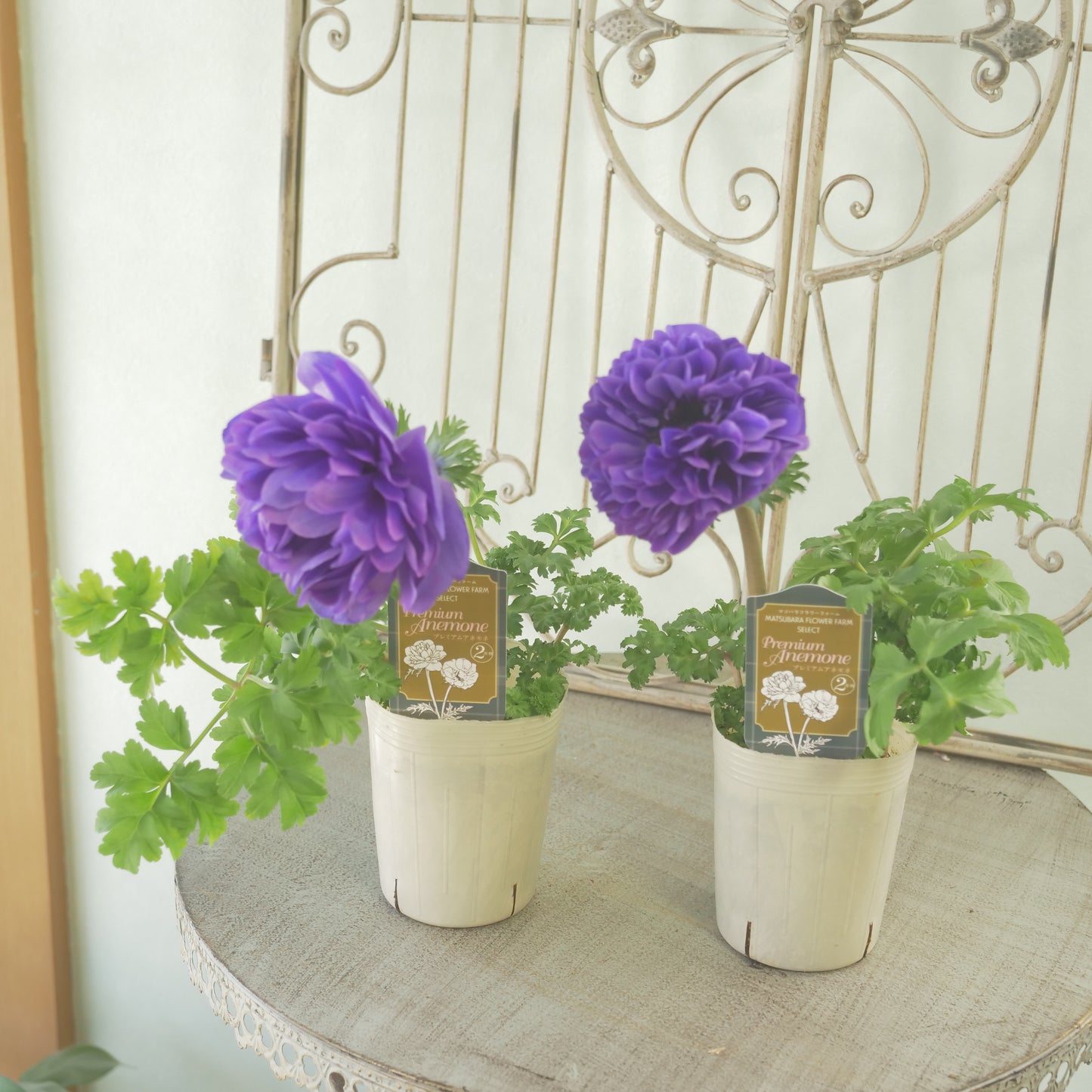 マツバラフラワーファームさん生産【アネモネ ポルトダブル】ブルー