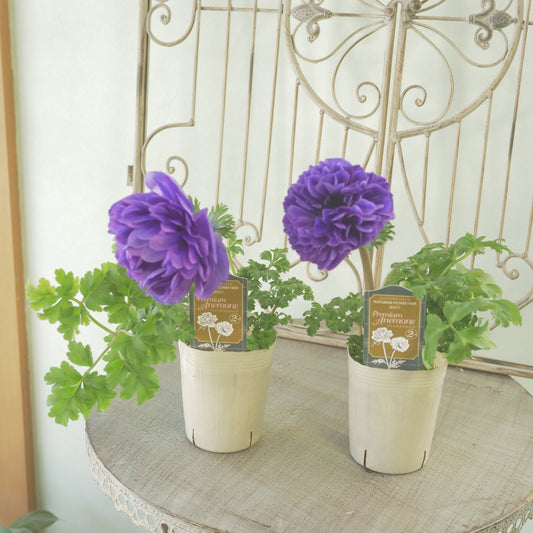 マツバラフラワーファームさん生産【アネモネ ポルトダブル】ブルー