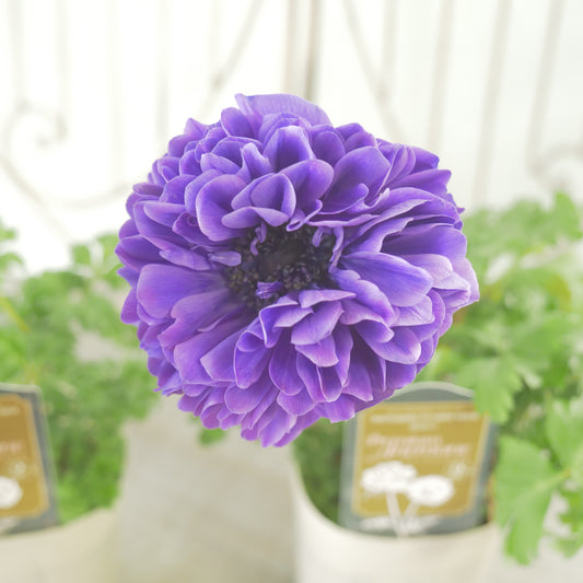 マツバラフラワーファームさん生産【アネモネ ポルトダブル】ブルー