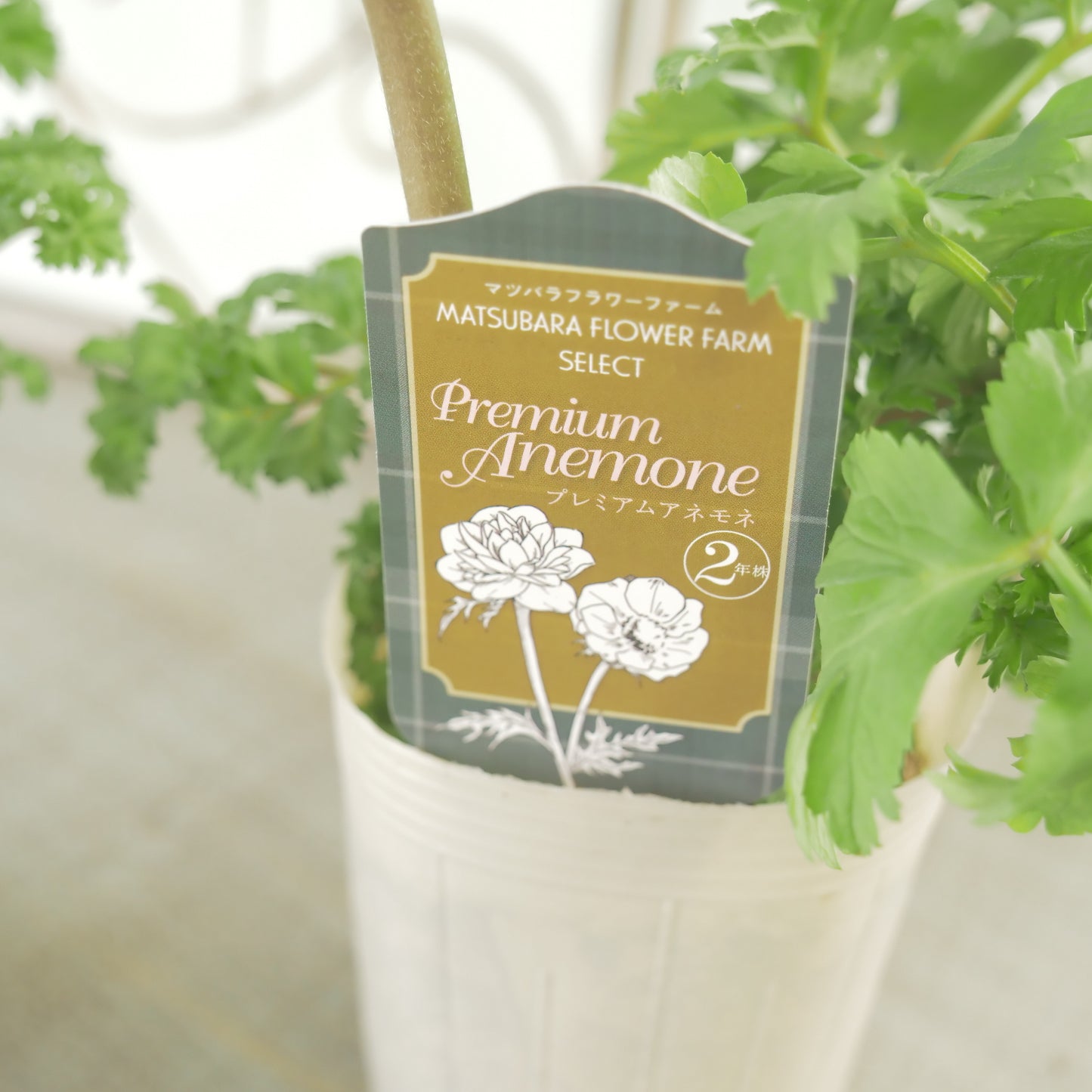 マツバラフラワーファームさん生産【アネモネ ポルトダブル】ブルー