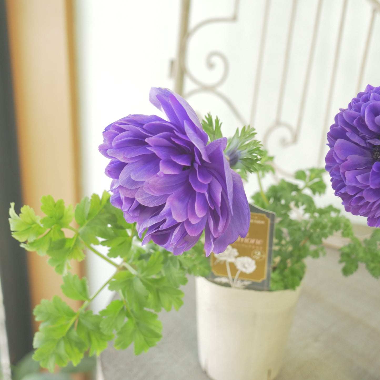 マツバラフラワーファームさん生産【アネモネ ポルトダブル】ブルー