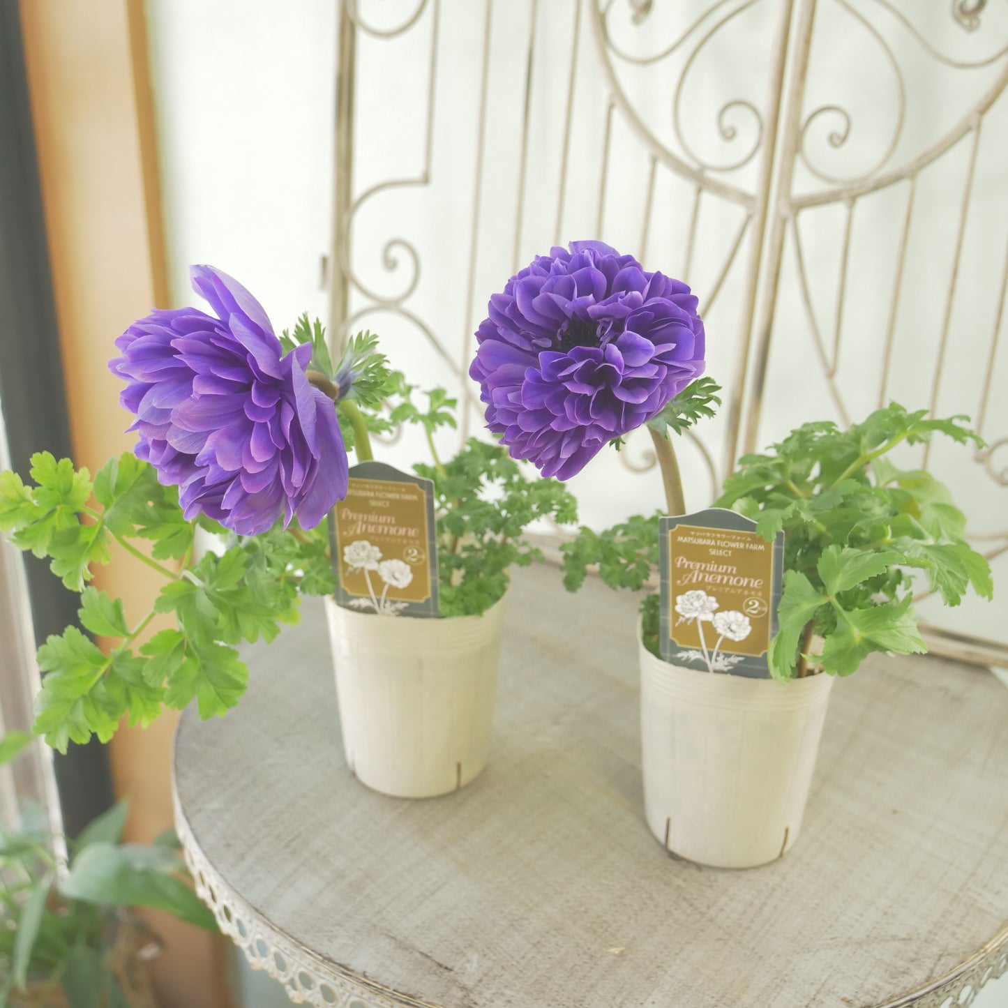 マツバラフラワーファームさん生産【アネモネ ポルトダブル】ブルー