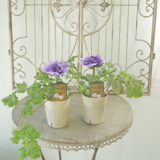 マツバラフラワーファームさん生産【アネモネ ポルトダブル】アズーロ