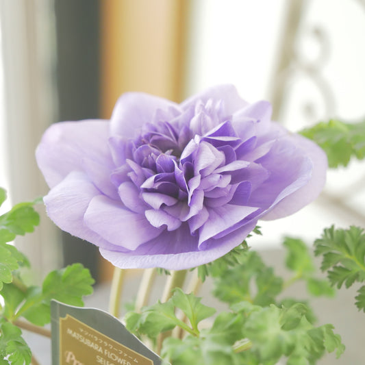 マツバラフラワーファームさん生産【アネモネ ポルトダブル】アズーロ