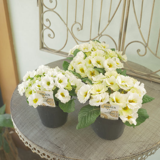 プリムラ ジュリアン あおか【クリーム】