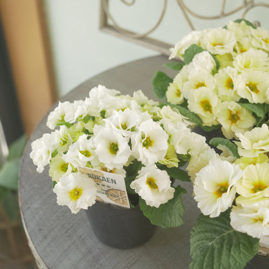 プリムラ ジュリアン あおか【クリーム】