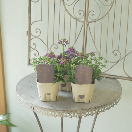 花芳さんのオリジナルネメシア【プラチナグレープ】寄せ植えに使いやすい、2株仕立て