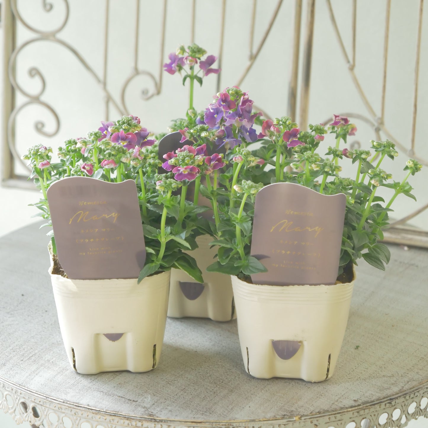 花芳さんのオリジナルネメシア【プラチナグレープ】寄せ植えに使いやすい、2株仕立て