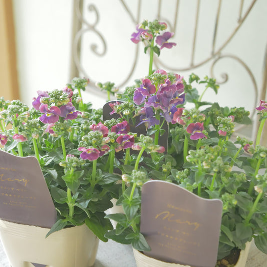 花芳さんのオリジナルネメシア【プラチナグレープ】寄せ植えに使いやすい、2株仕立て