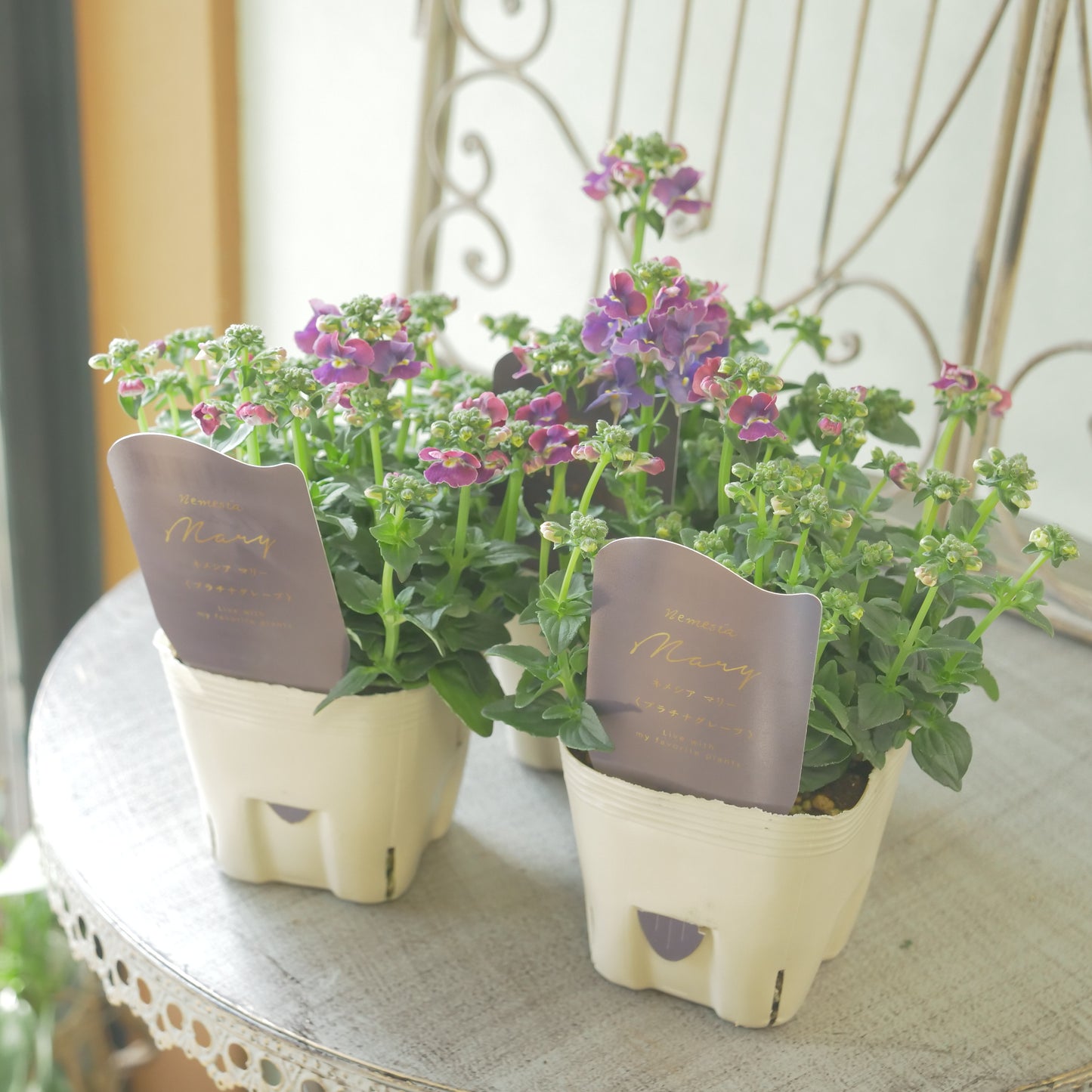 花芳さんのオリジナルネメシア【プラチナグレープ】寄せ植えに使いやすい、2株仕立て