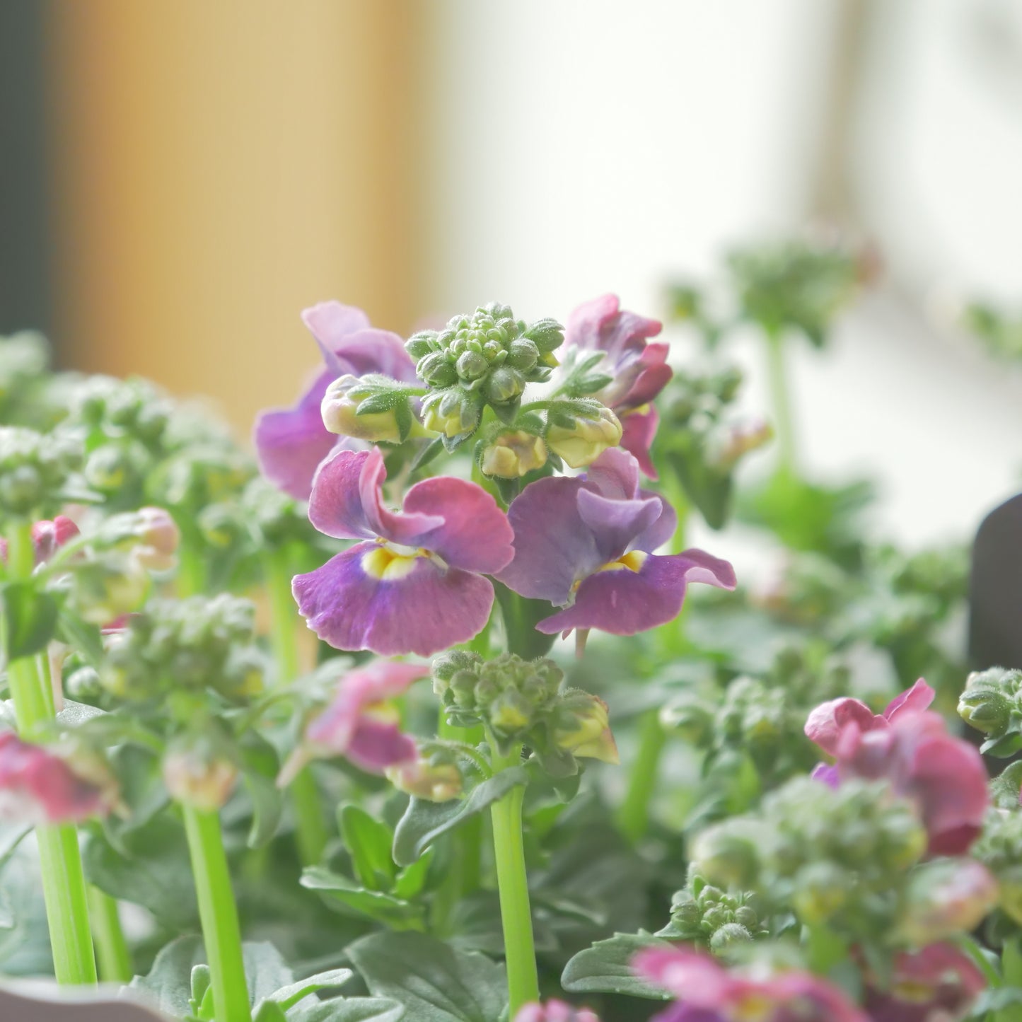 花芳さんのオリジナルネメシア【プラチナグレープ】寄せ植えに使いやすい、2株仕立て