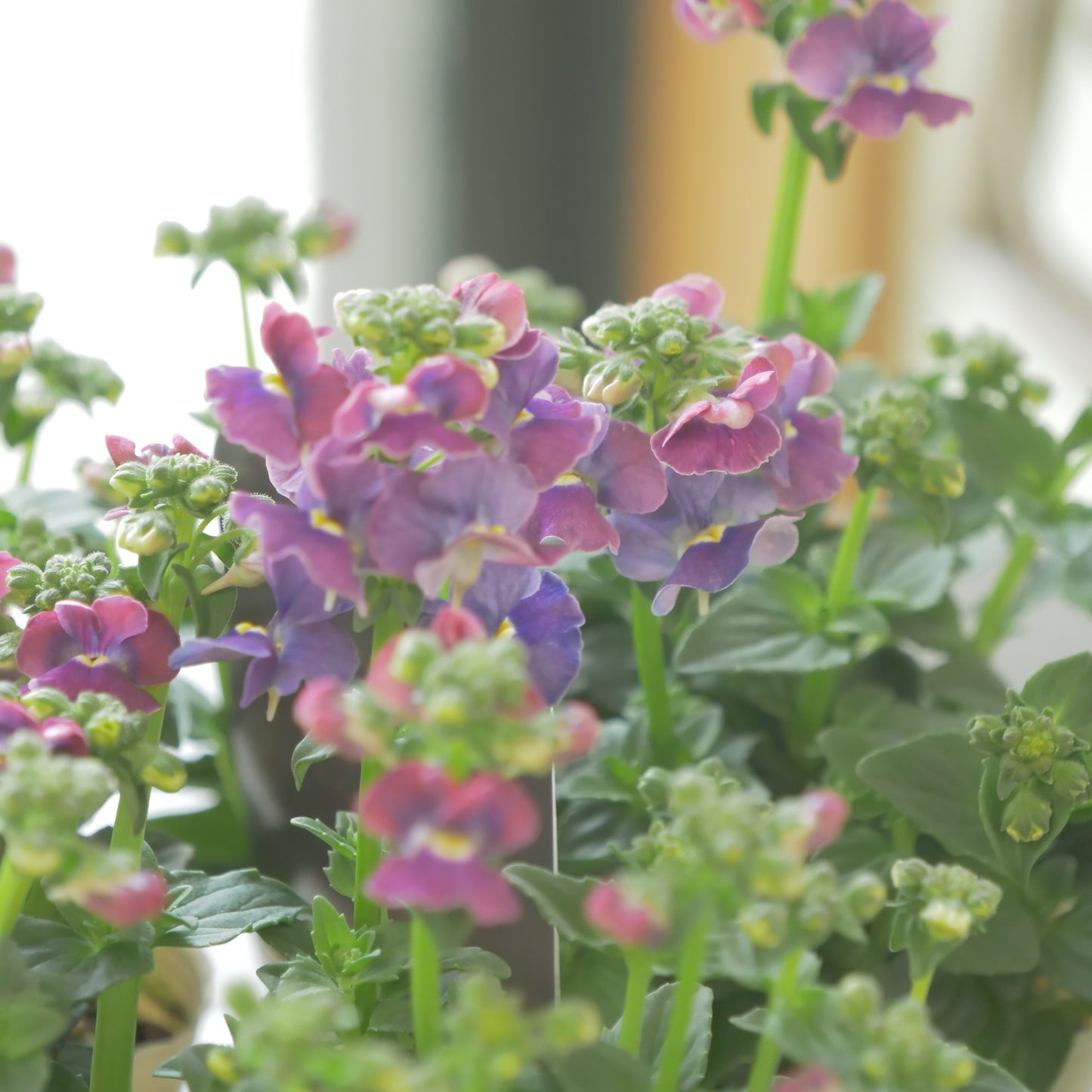 花芳さんのオリジナルネメシア【プラチナグレープ】寄せ植えに使いやすい、2株仕立て