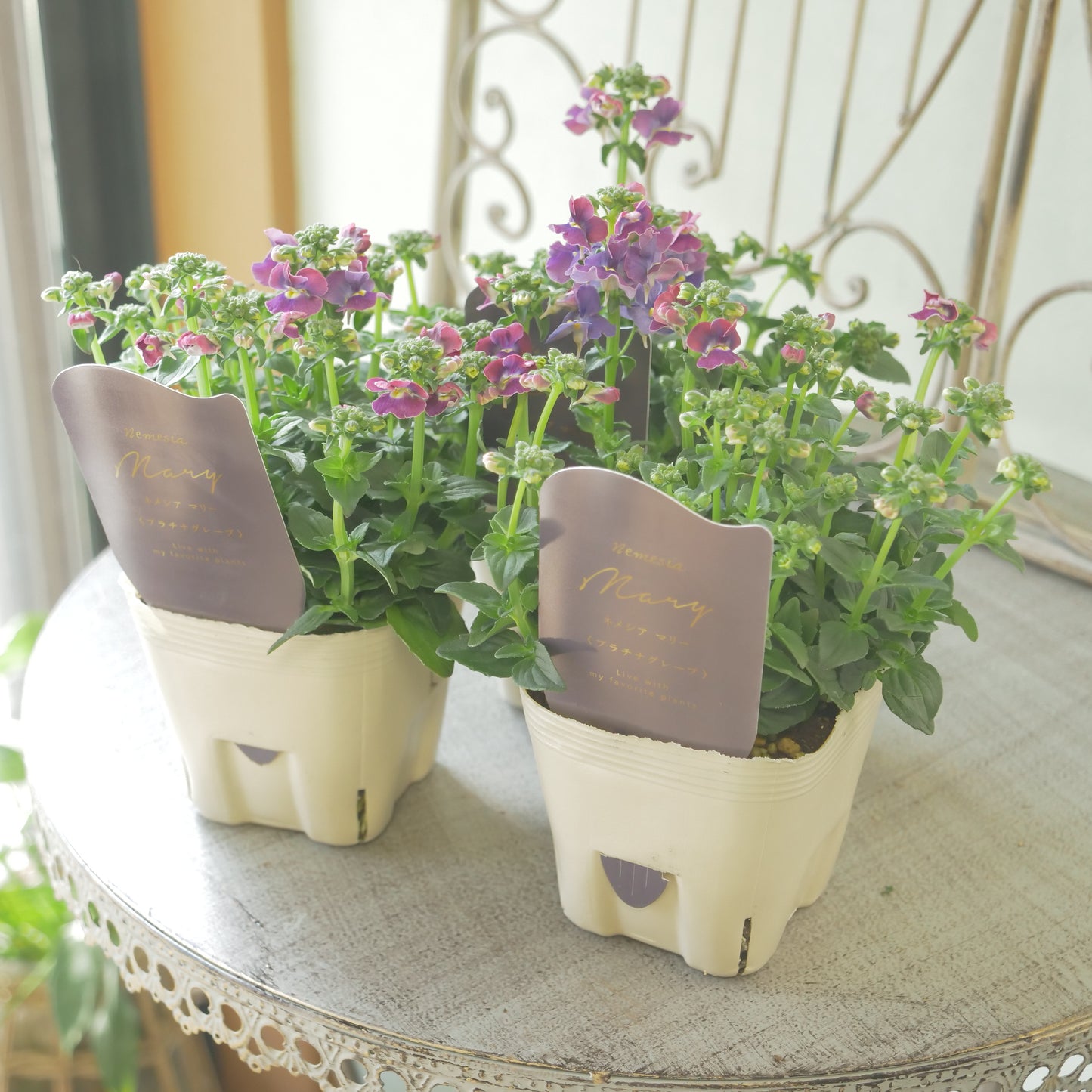 花芳さんのオリジナルネメシア【プラチナグレープ】寄せ植えに使いやすい、2株仕立て